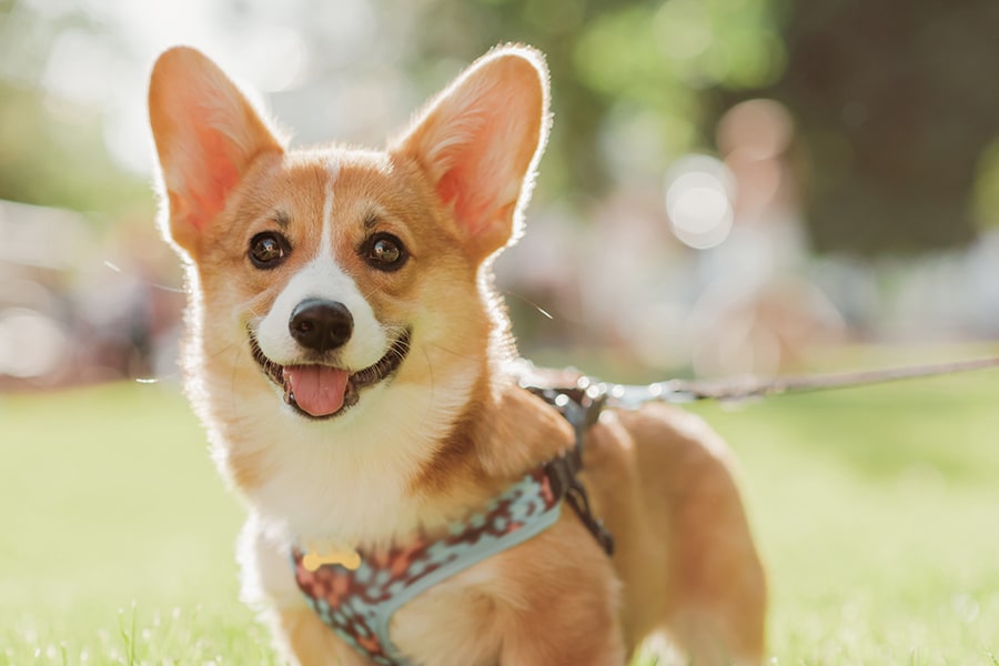 Eco-Friendly Pet Care, Food, and Toys | ASPCA Pet Health Insurance