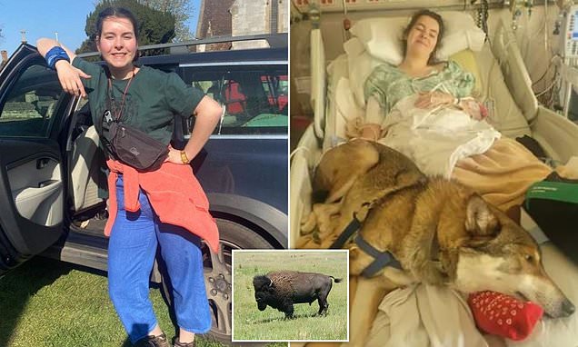 British student, 19, paralysed in bison attack maybe stuck in US as 'health insurance stops support' | Daily Mail Online